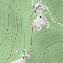 thumbnail for The Forehead