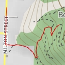 thumbnail for Kauri Tree