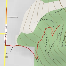 thumbnail for Kauri Tree