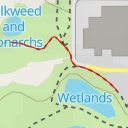 thumbnail for Milkweed and Monarchs