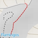 thumbnail for Flamingos