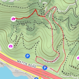 thumbnail for Octopus Oak