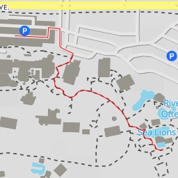 thumbnail for Harbor Seal