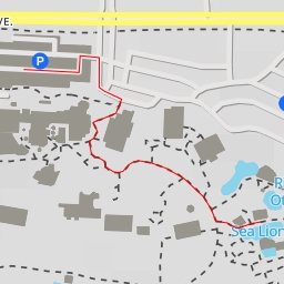 thumbnail for Sea Lions